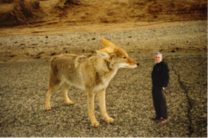 A really big coyote in Joshua Tree National Park, near Jailbait Jackson’s house